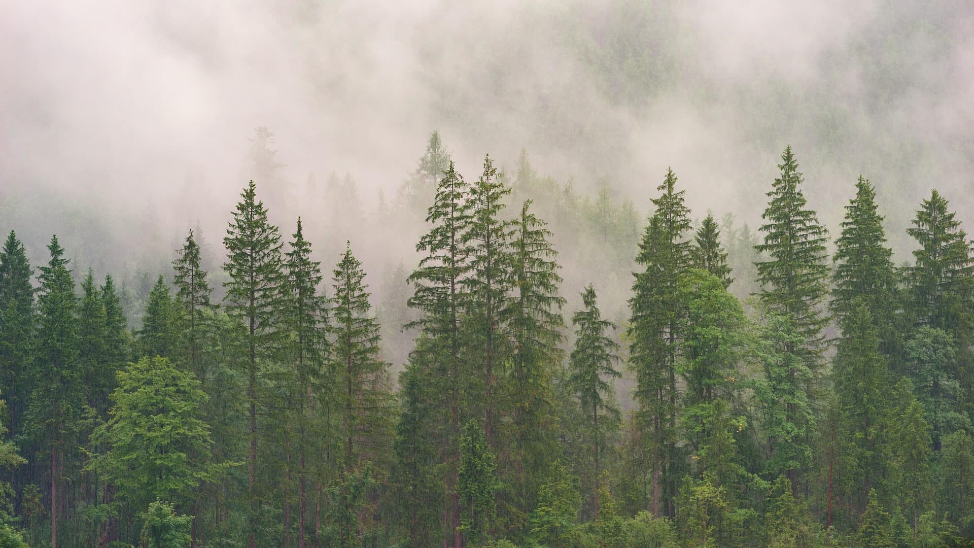 Compliance vs Voluntary Carbon Markets: What’s the Difference and Why It Matters