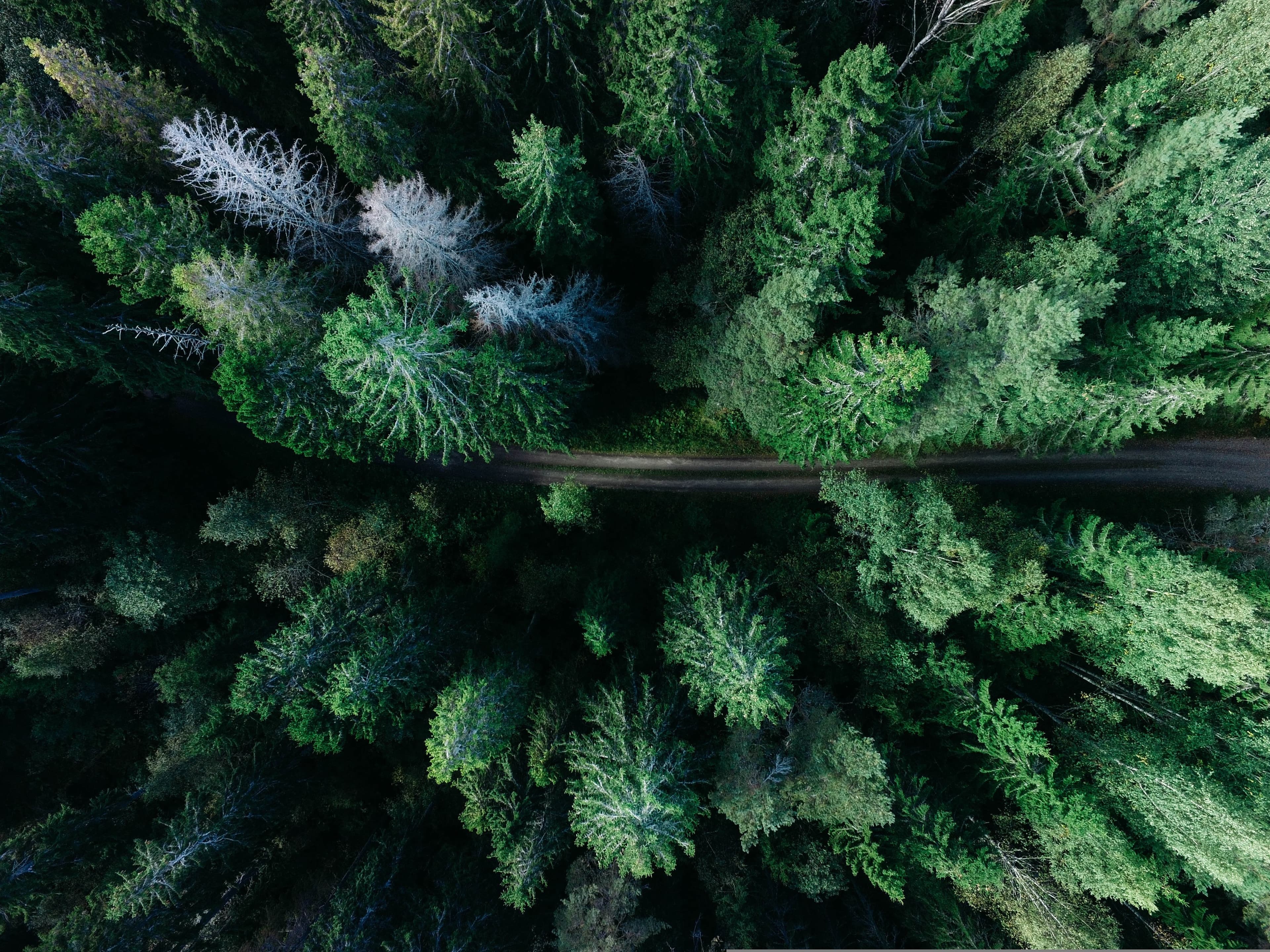 From Idea to Impact: The Full Lifecycle of a Carbon Credit