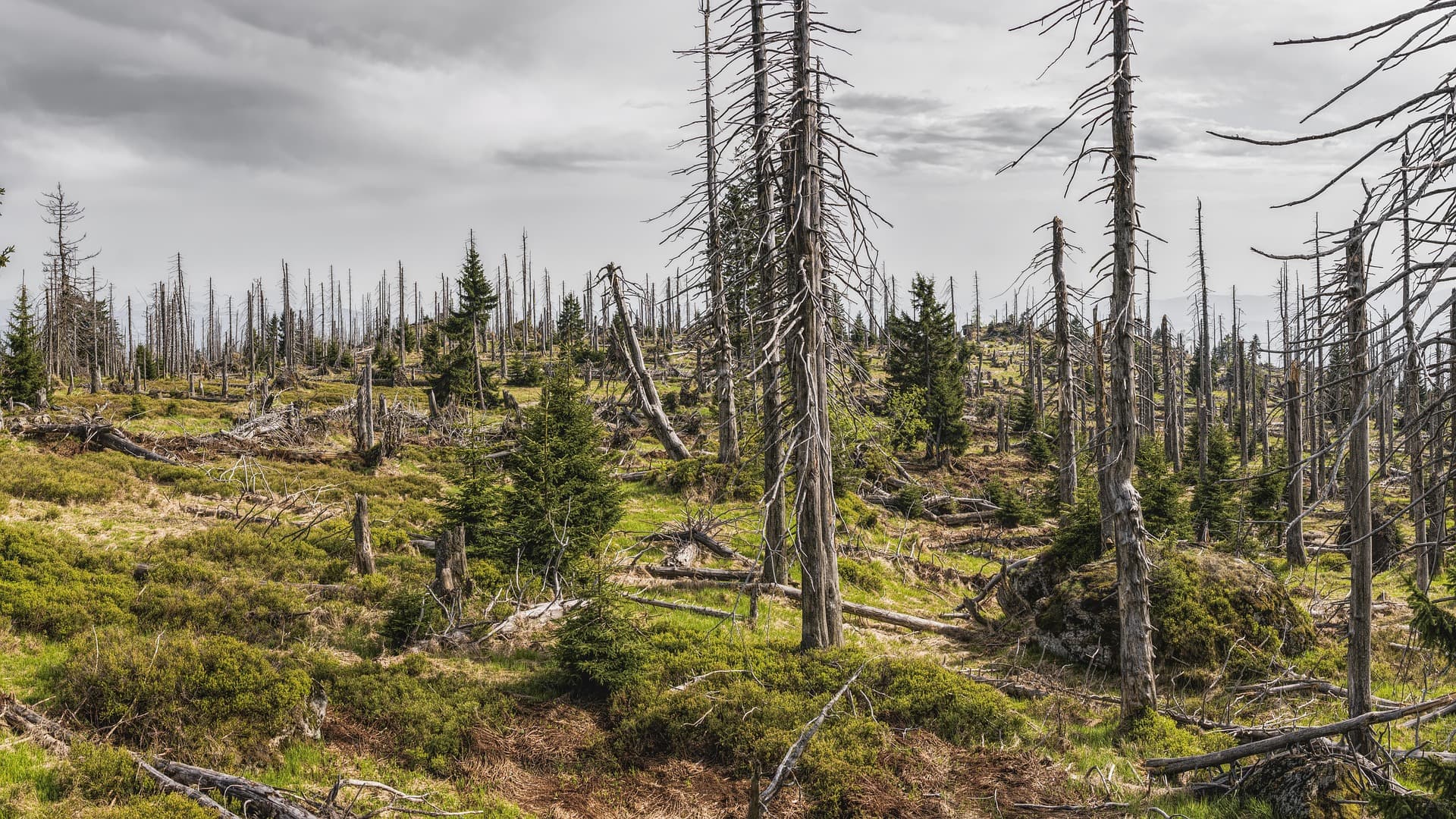 What Is 1 Carbon Credit? (And What It Is Not)
