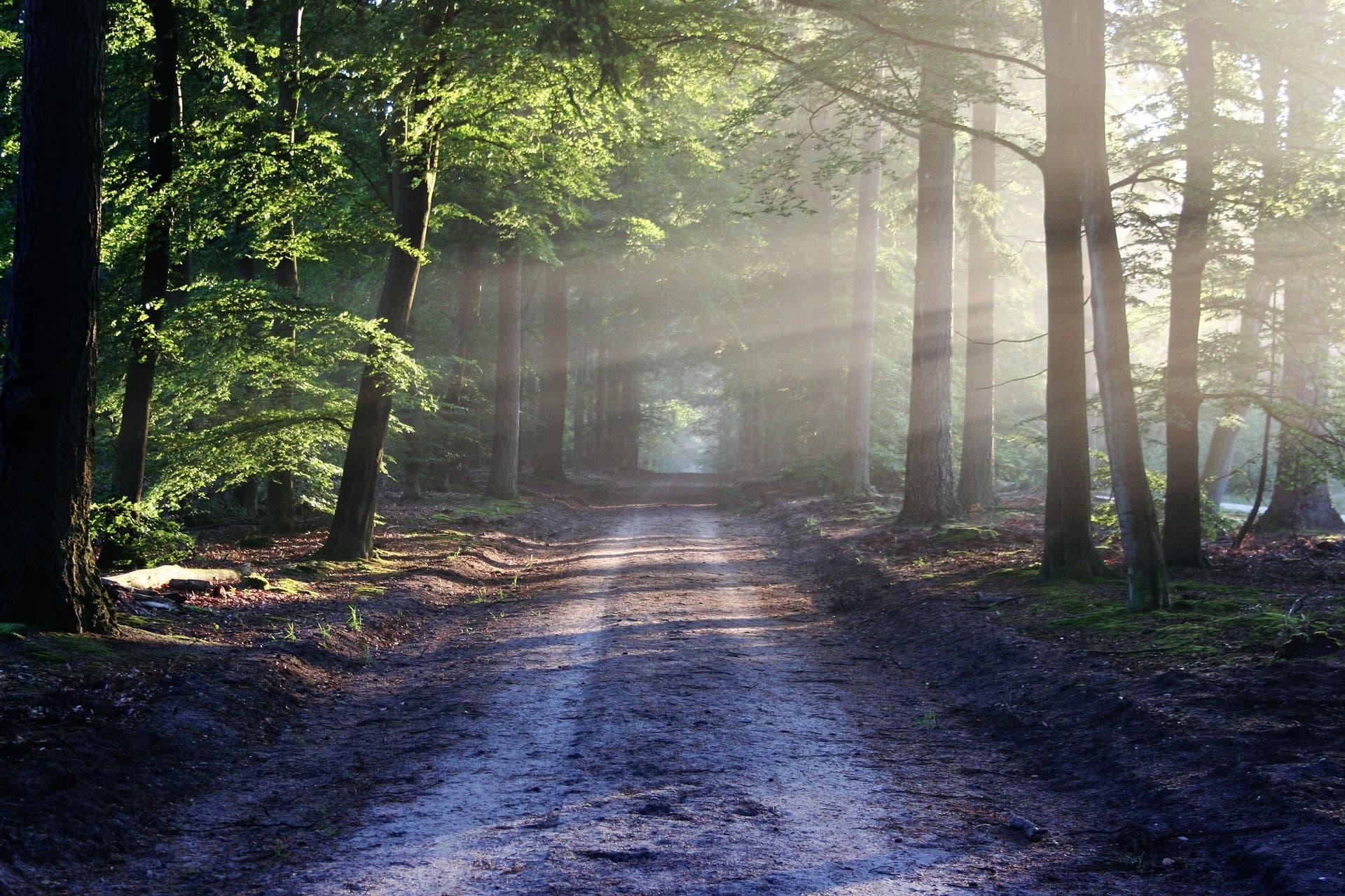 What Buyers Should Look for in High-Integrity Carbon Credits