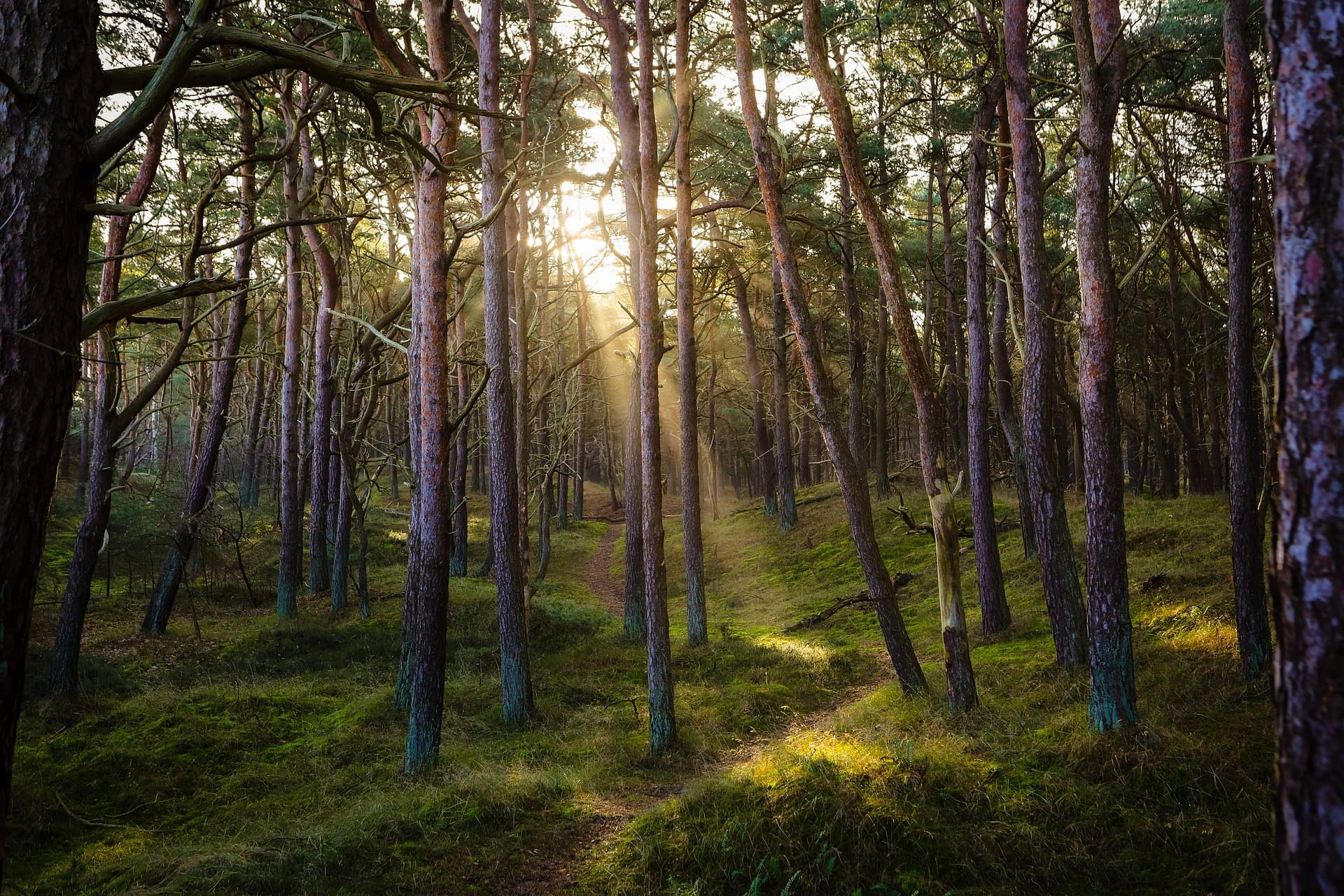 Issuance vs Retirement: The Carbon Metric Most People Misunderstand