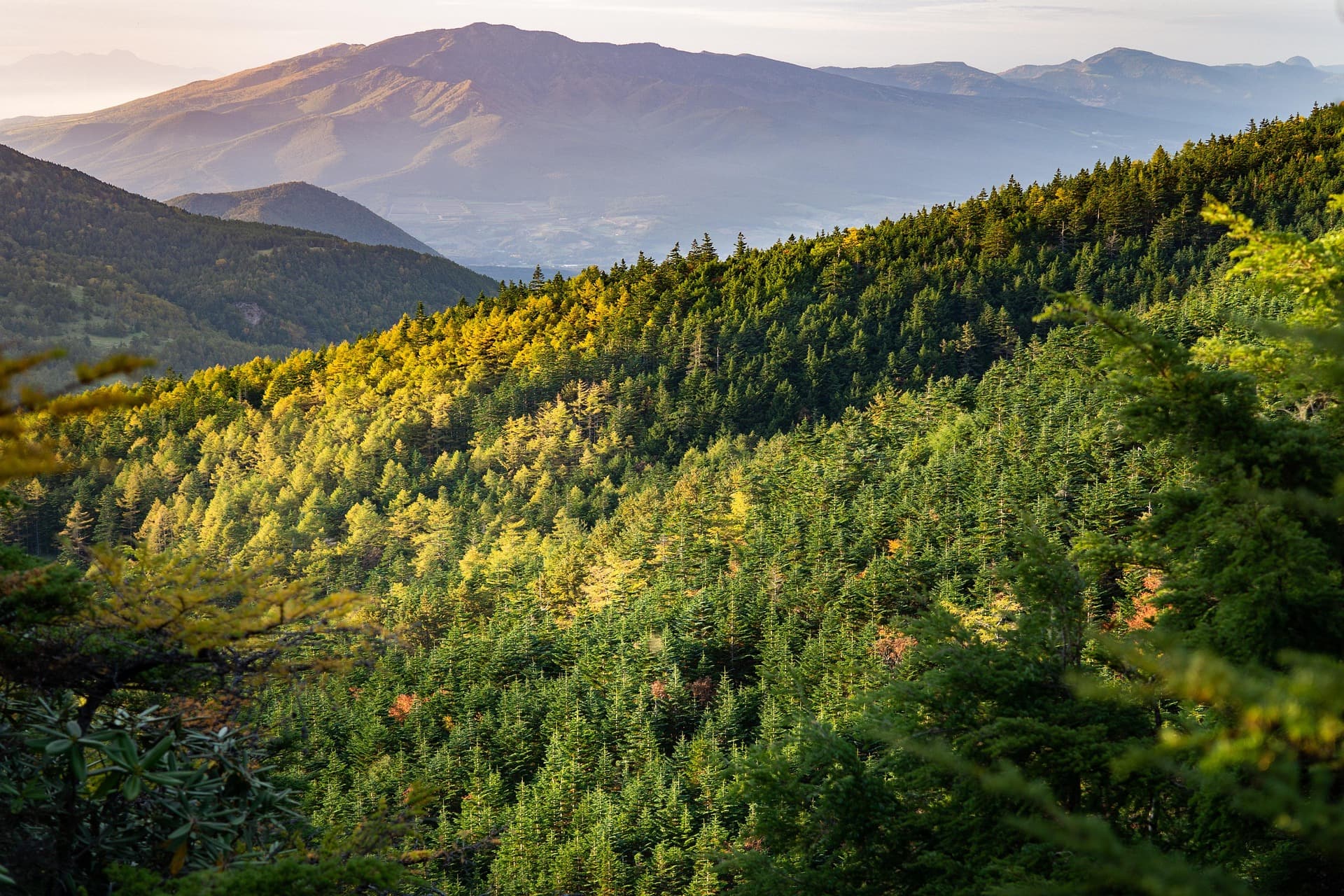 What Net-Zero Claims Get Wrong About Carbon Offsets