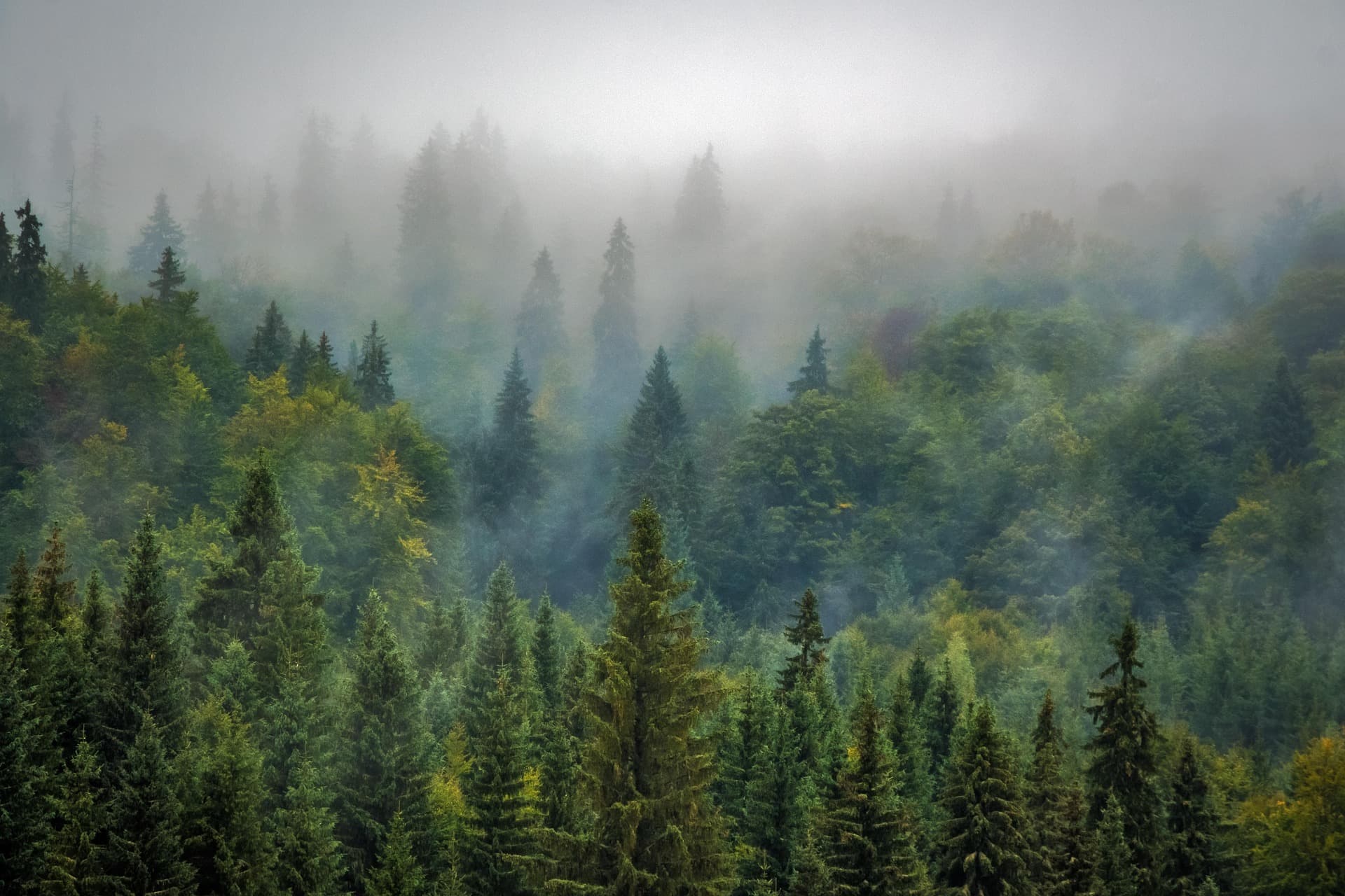 Why Carbon Markets Don’t Fail Because of Bad Projects — They Fail Because of Bad Data